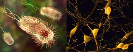 Til venstre:  Grafisk framstilling av encellet organisme, nemlig bakterien E. coli. Til høyre: Mikroskopibilde av nervecelle fra menneske.