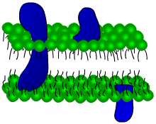 Cellemembranen består av et dobbelt lipidlag (grønt) og mange ulike proteiner (blå). Proteinene er med på å kontrollere hvilke stoffer som går inn og ut av cella.