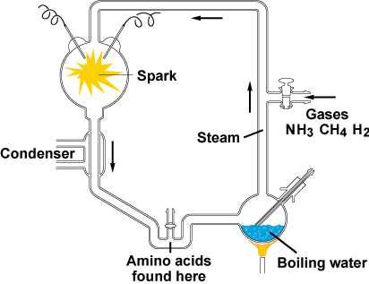 Forsøket til Miller og Urey: Ved hjelp av et system av glassrør og -kuler, lyn, og de rette gassene, klarte man å syntetisere aminosyrer.